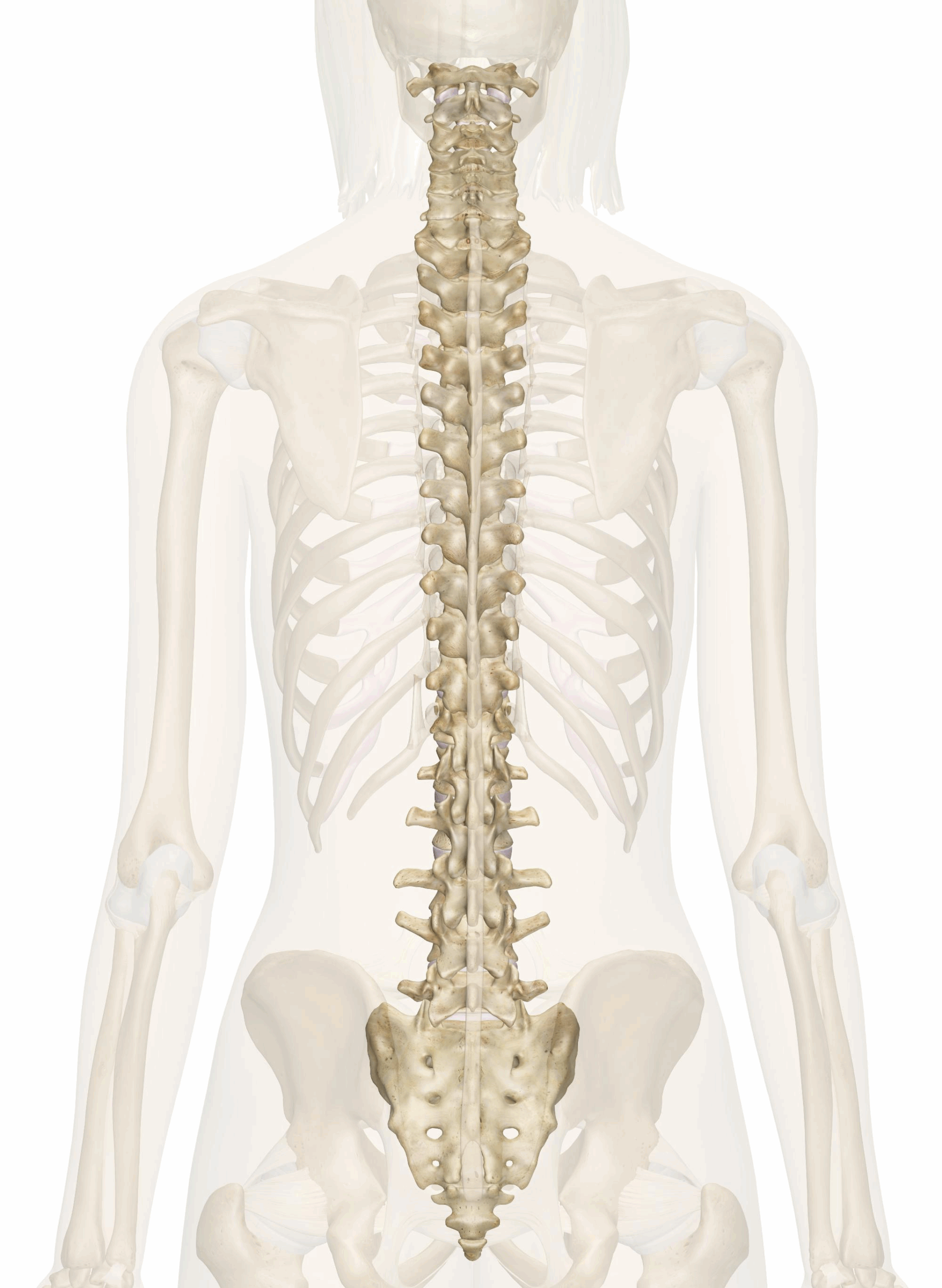 The Spinal Column Anatomy And 3D Illustrations
