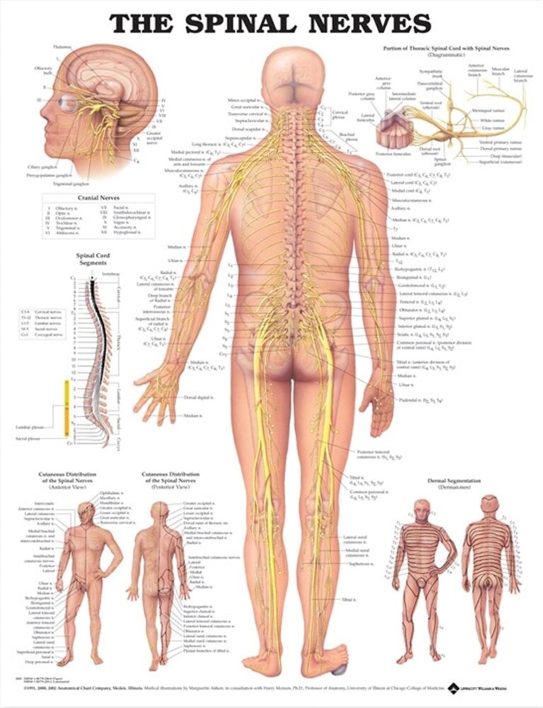 The Spinal Nerves Anatomical Chart Soft Laminate Australian Physiotherapy Equipment