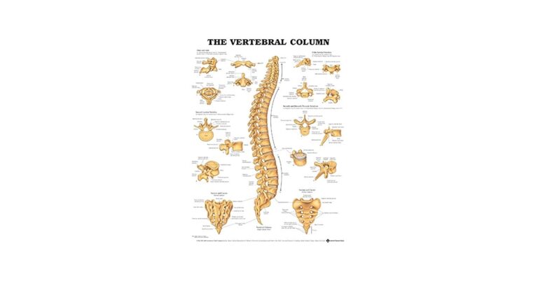 The Vertebral Column Anatomical Chart Amazon