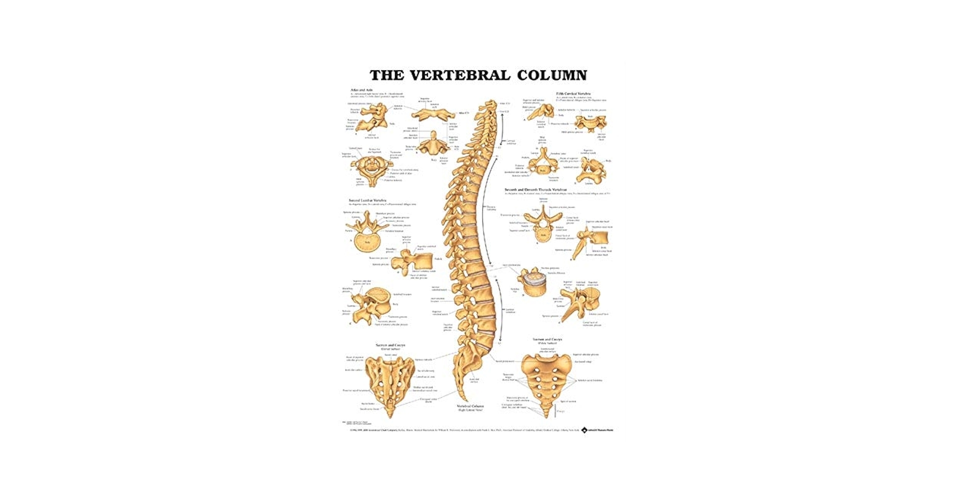 The Vertebral Column Anatomical Chart Amazon
