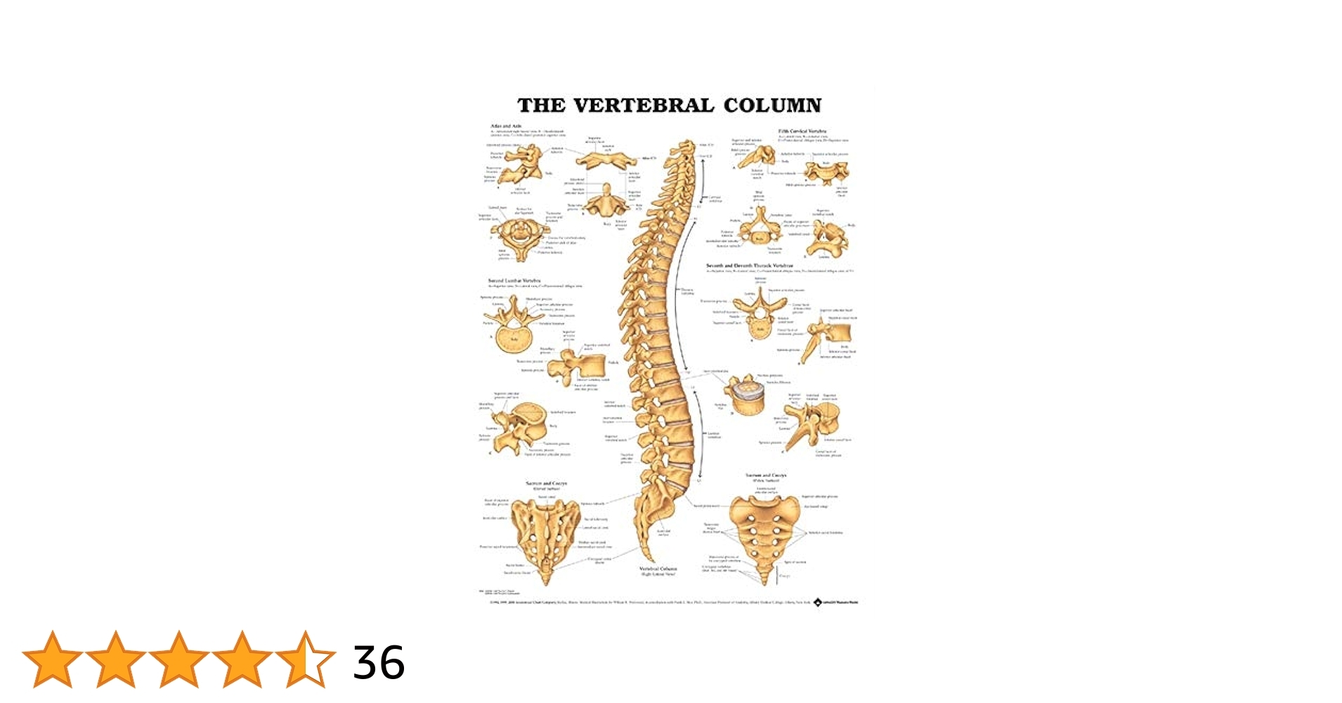 The Vertebral Column Anatomical Chart Westwood William B Rice Frank L Ph D Industrial U0026 Scientific Amazon