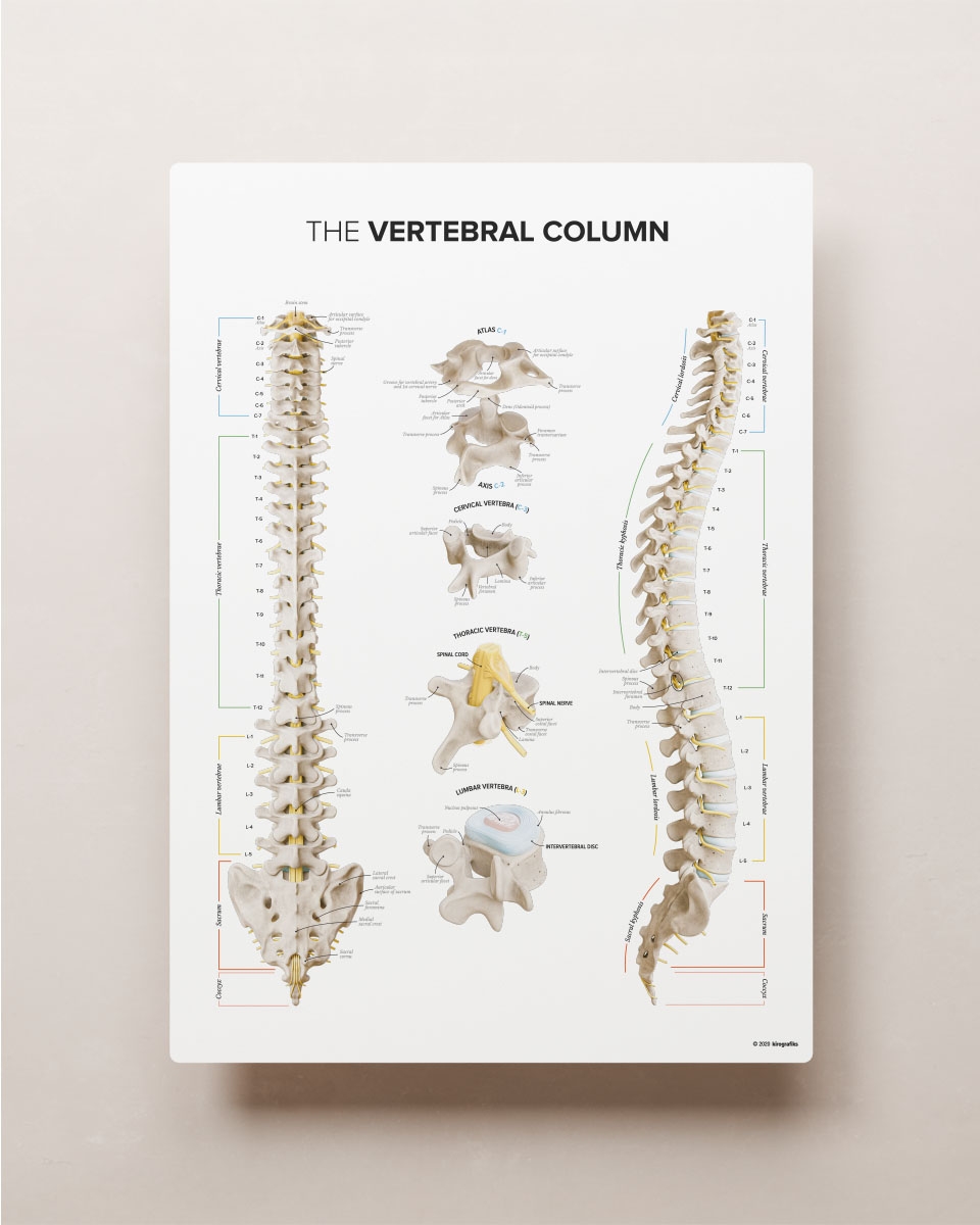The Vertebral Column Poster Designed By Kirografiks