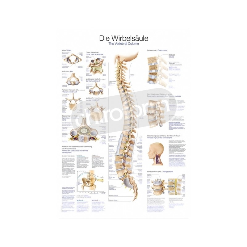 The Vertebral Column