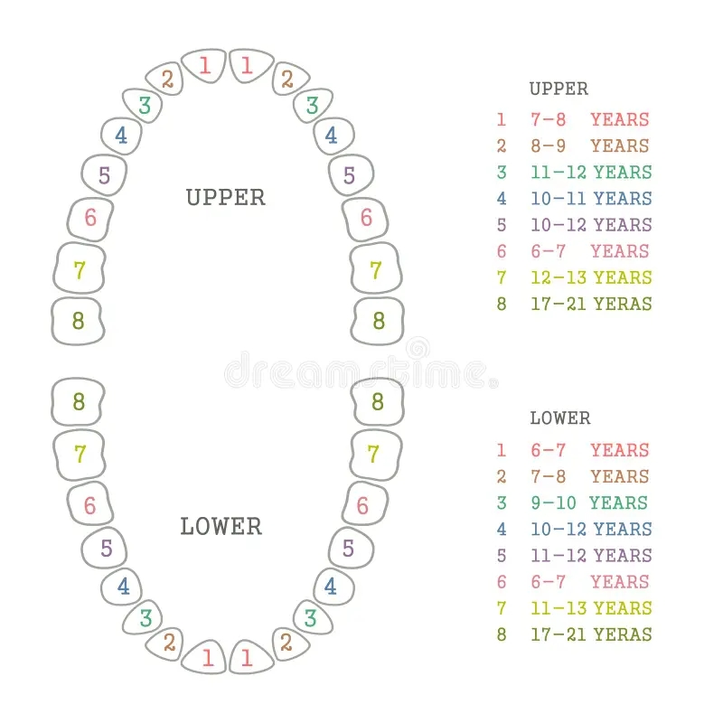 Tooth Chart Human Teeth Stock Vector Illustration Of Icon 53699139