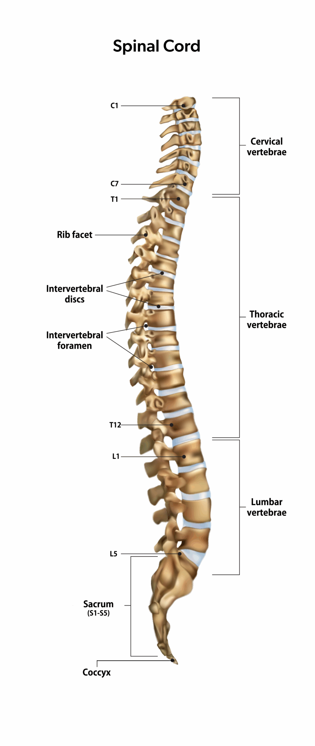 Understanding The Levels Of The Spinal Cord