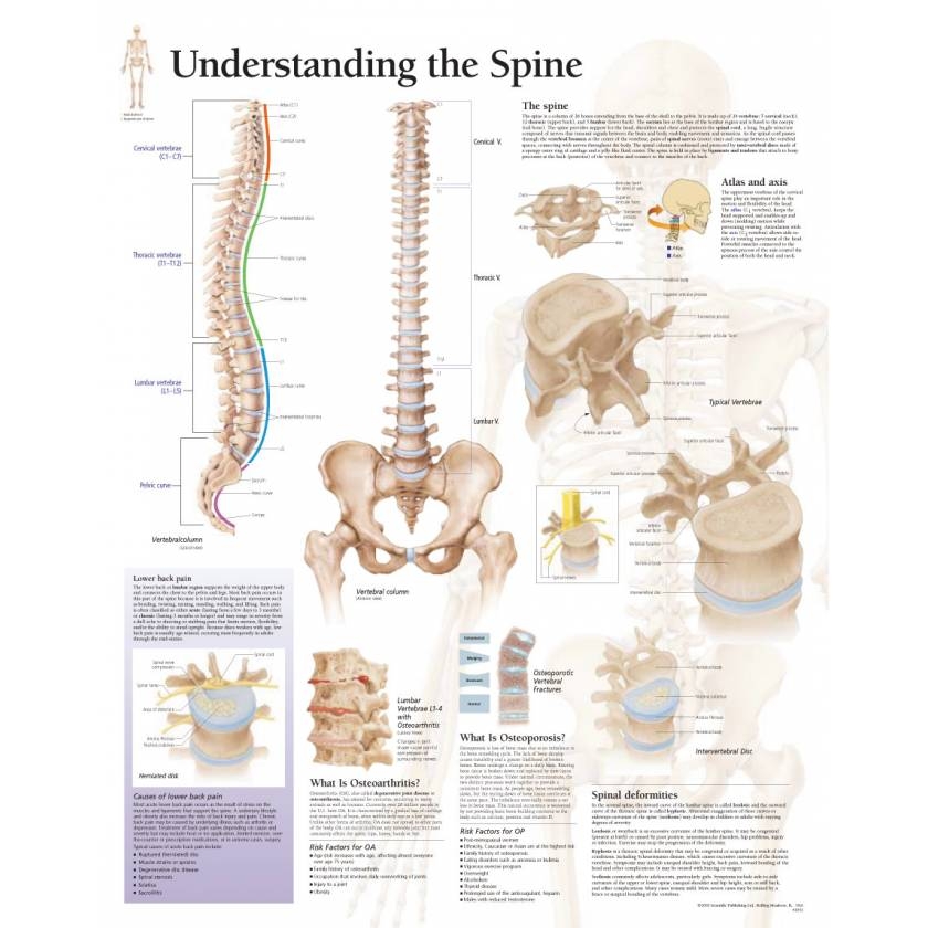Understanding The Spine Chart