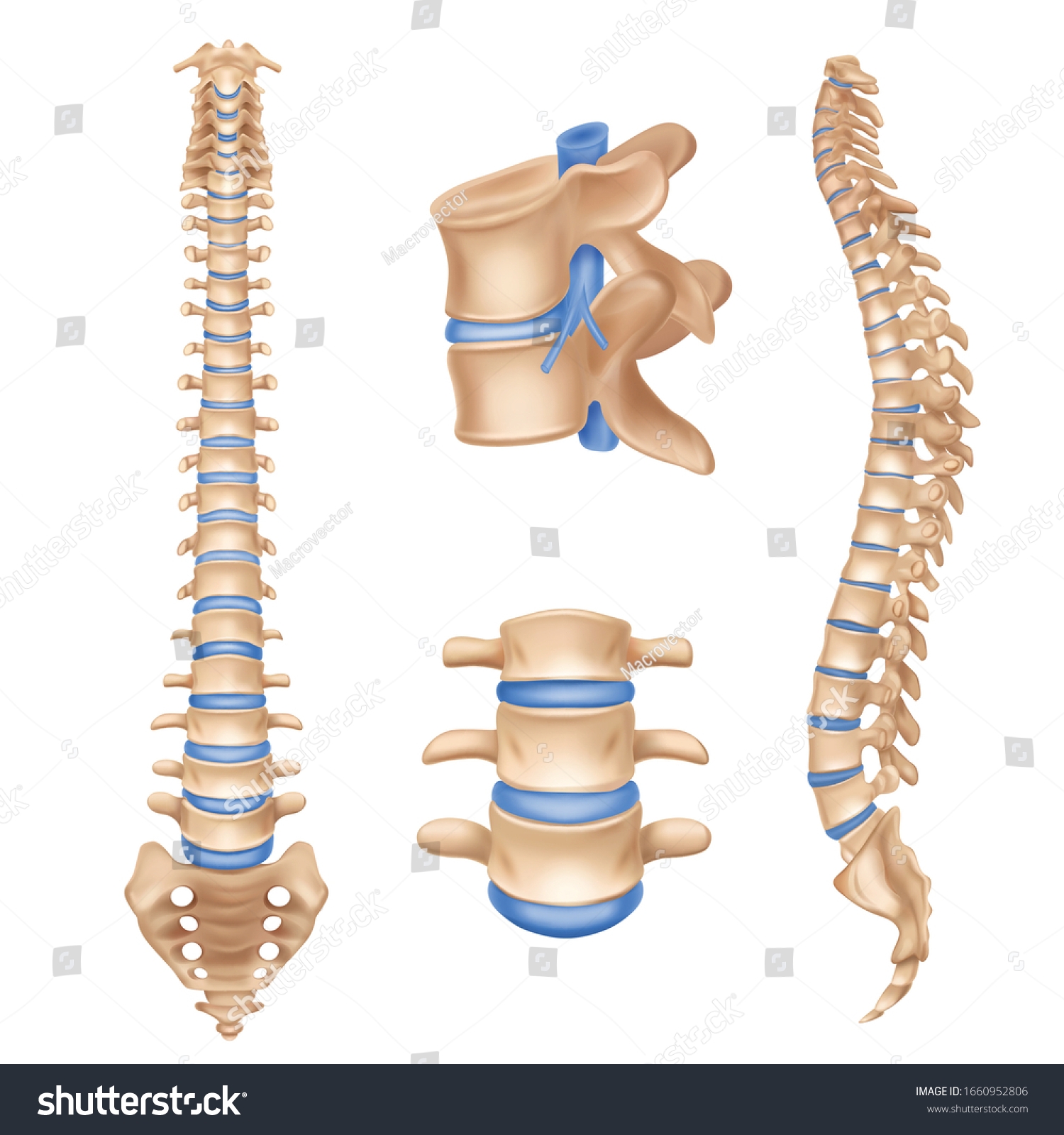 Vektor Stok Human Spine Anatomy Chart Vertebral Column Tanpa Royalti 1660952806 Shutterstock