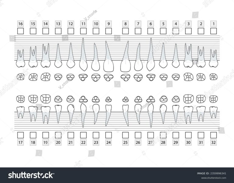Vektor Stok Teeth Roots Numbering Chart Adult Teeth Tanpa Royalti 2359996341 Shutterstock