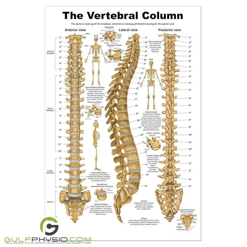 Vertebrae Column Chart Detailed Spinal Anatomy Chart GulfPhysio UAE s Online Physiotherapy Store