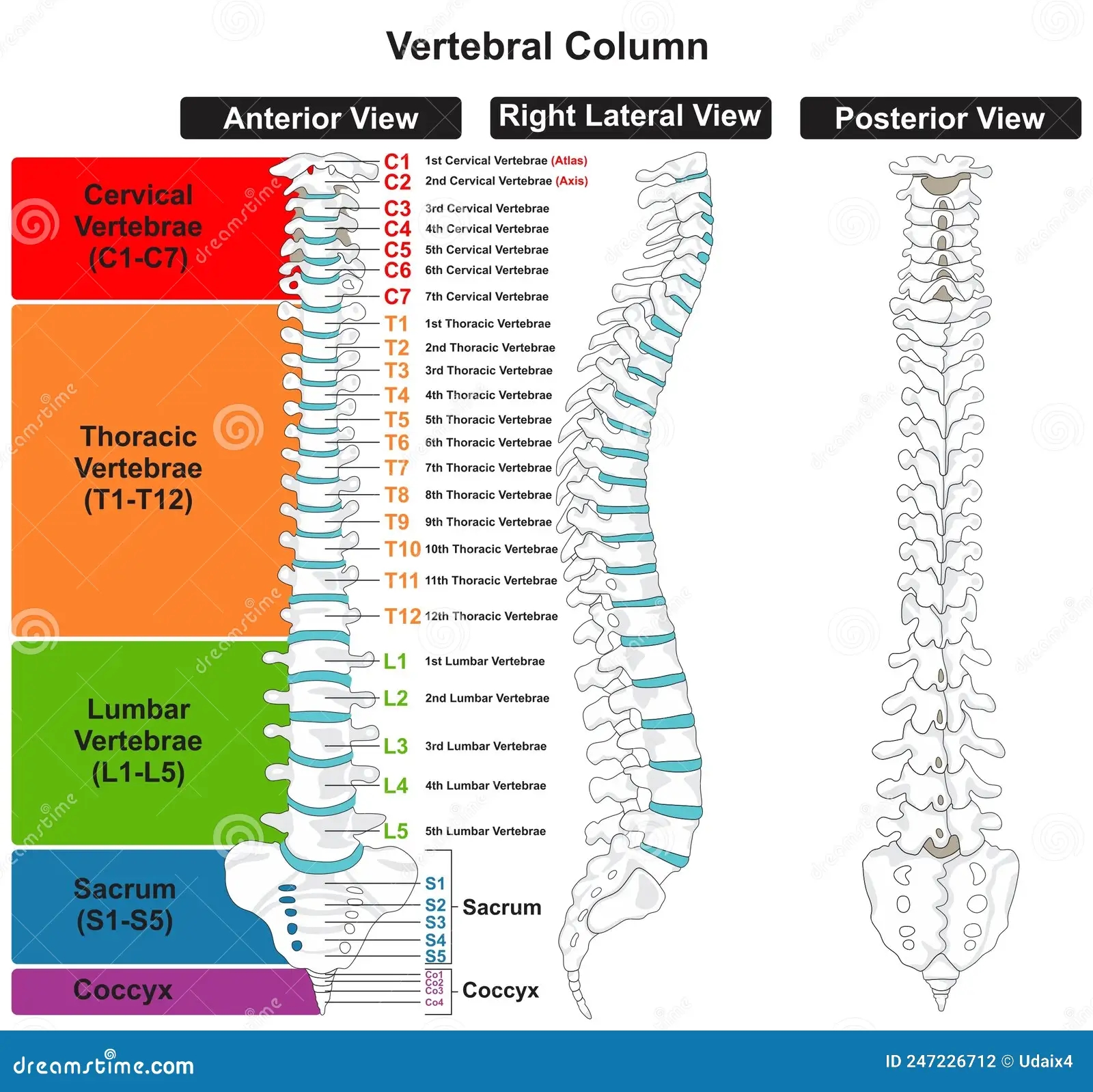 Vertebral Column Anatomy Infographic Diagram Stock Vector Illustration Of Icon Chart 247226712