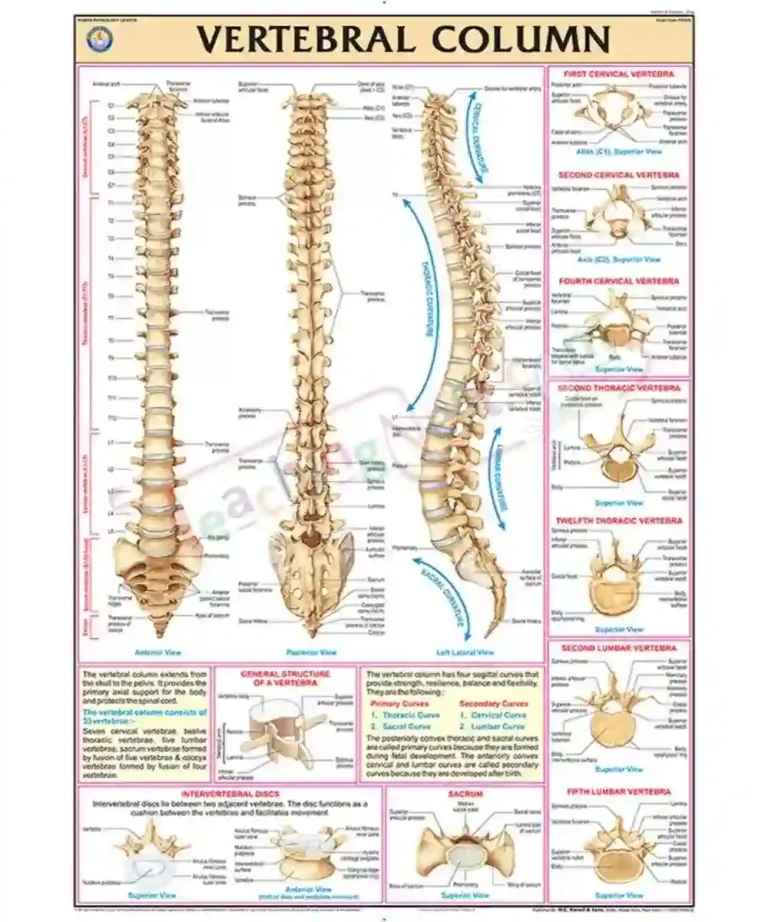 Vertebral Column Chart Synthetic Wall Sticking TeachingNest