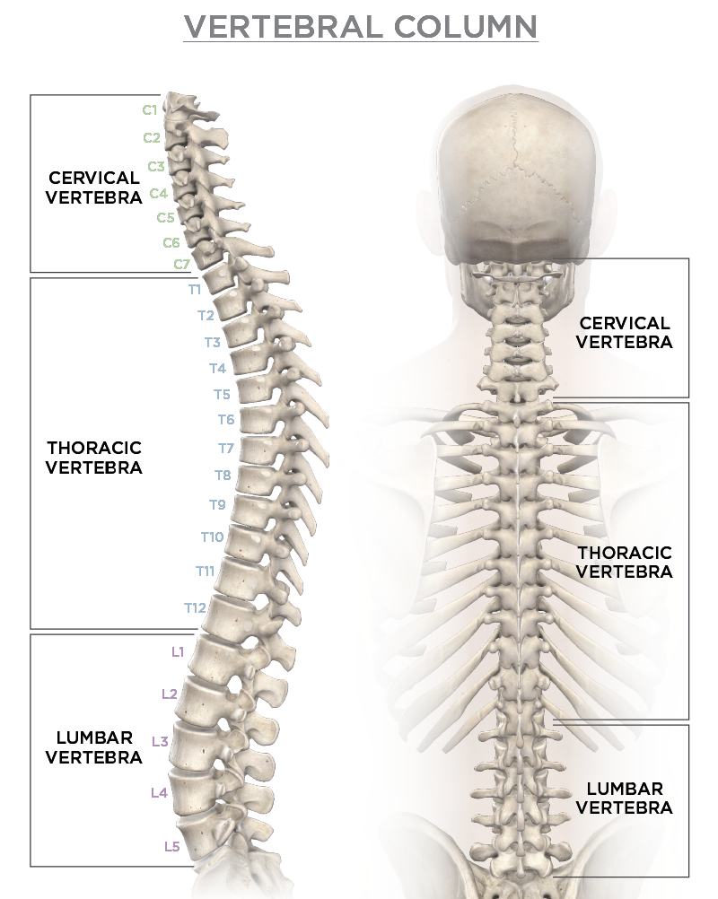 Vertebral Column Diagram Visual Advantage Courtroom Graphics U0026 Trial Presentation