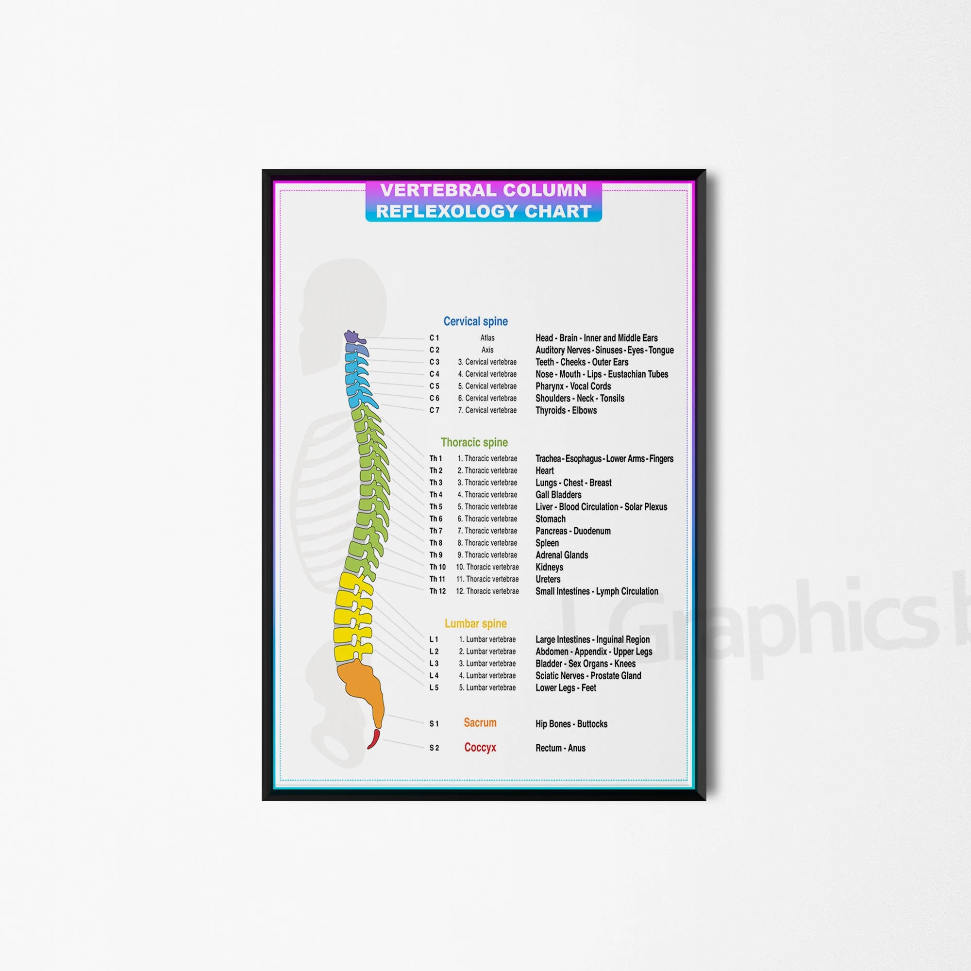 Vertebral Column Reflexology Chart Print Labelled Medial Lateral Chart Holistic Poster Wall art Therapy Room Poster Informative Detailed