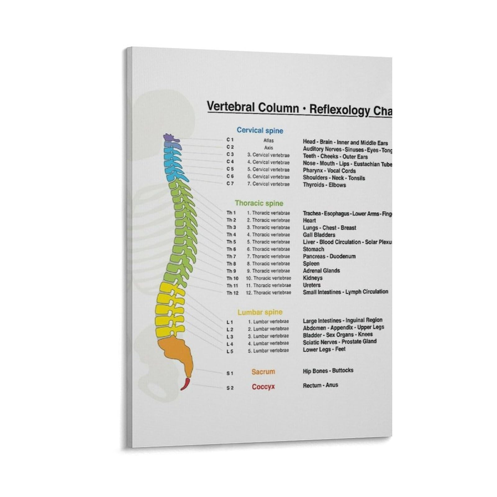 Vertebral Column Spine Reflexology Organ Massage Anatomy Chart Knowledge Poster Room Aesthetics Poster Print Decorative Painting Canvas Wall Art Living Room Posters Bedroom Painting 16x24inch 40x60cm Amazon co uk Stationery U0026 Office Supplies