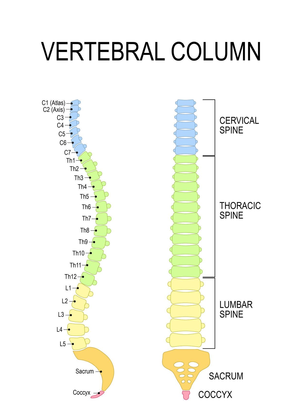 What Is Spinal Cord Injury Disorder SCI D United Spinal 