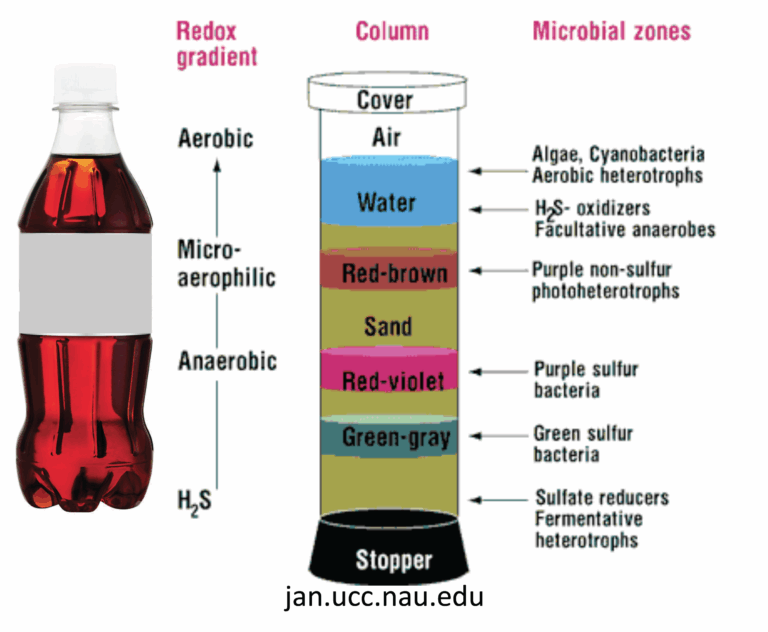 Winogradsky Column Science University Of Waterloo