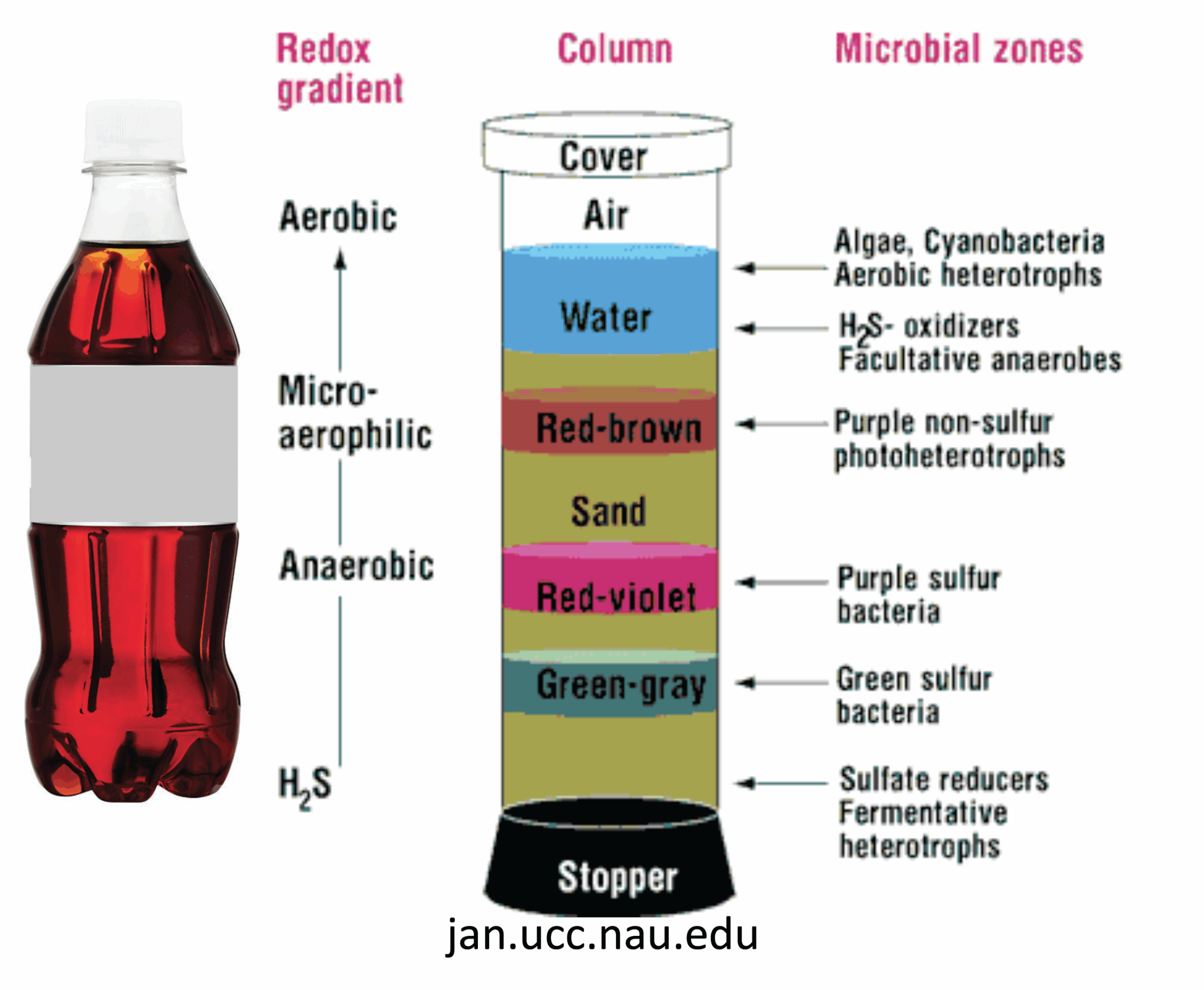 Winogradsky Column Science University Of Waterloo